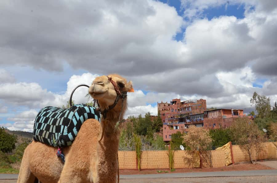 From Marrakech: Ourika Valley Day Trip with Lunch - What the $25 price really covers