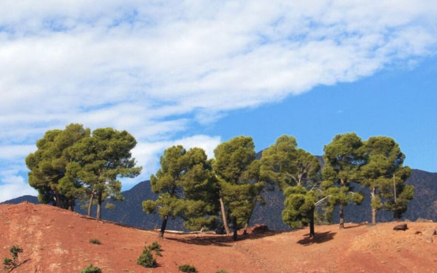 From Marrakech: Ourika Valley Tour with Lunch & Camel Ride - Key points to know before booking