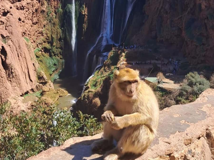 From Marrakech:Ouzoud Waterfalls Day Trip with Boat Tour - The morning drive from Marrakech to Ouzoud