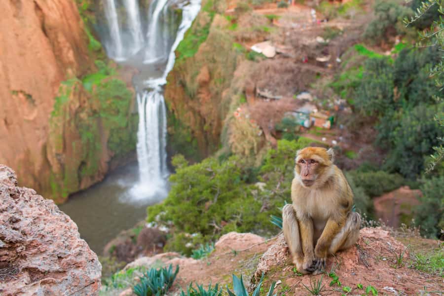 From Marrakech: Ouzoud Waterfalls Guided Tour and Boat Ride - Key points to know before you book