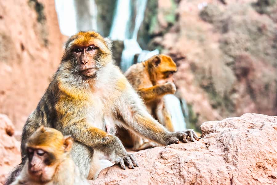 From Marrakech: Ouzoud Waterfalls Guided Tour & Boat Ride - The return trip and the real value of $18