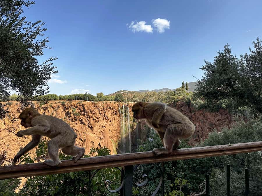 From Marrakech: Ouzoud Waterfalls Guided Trip with Boat Ride - Lunch above the falls
