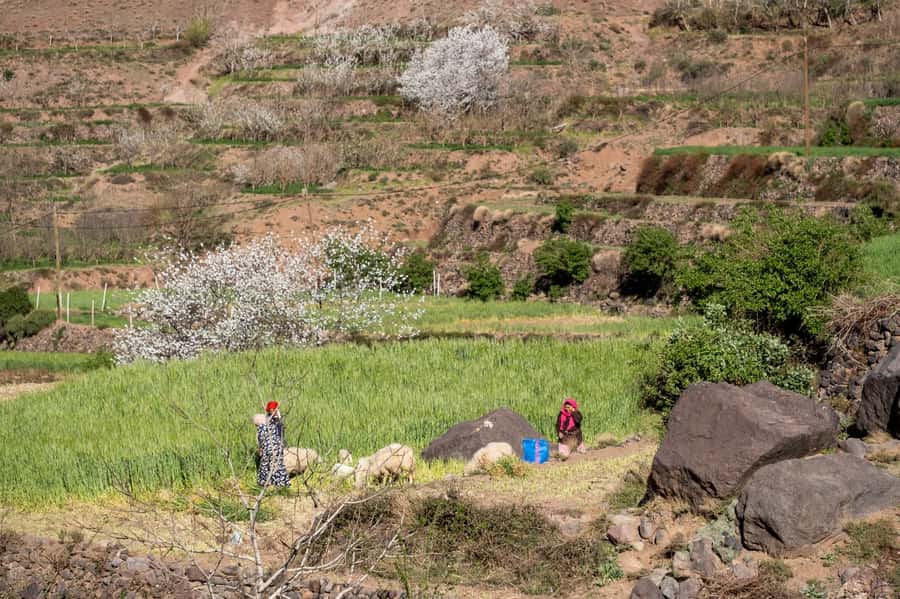 From Marrakesh: Atlas Mountains Talamrout Summit Day Hike - Lunch, mint tea, and the descent to Imlil