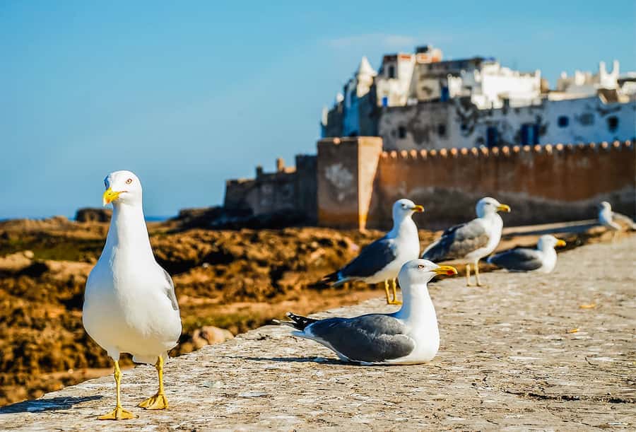 From Marrakesh: Essaouira Full-Day Trip - The port, boats, and Skala de la Kasbah