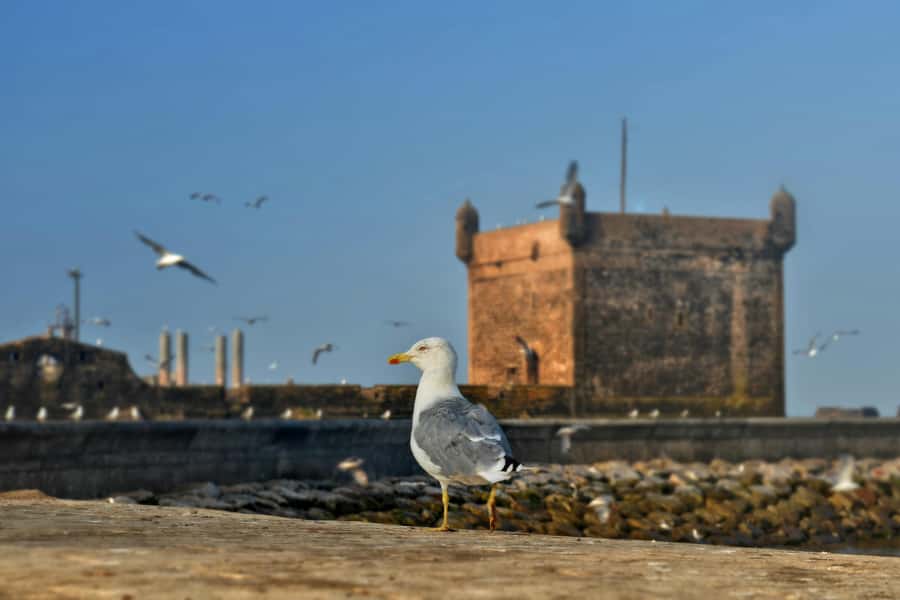From Marrakesh: Small Group To Essaouira With Opt Activities - How the $10 price works in real terms