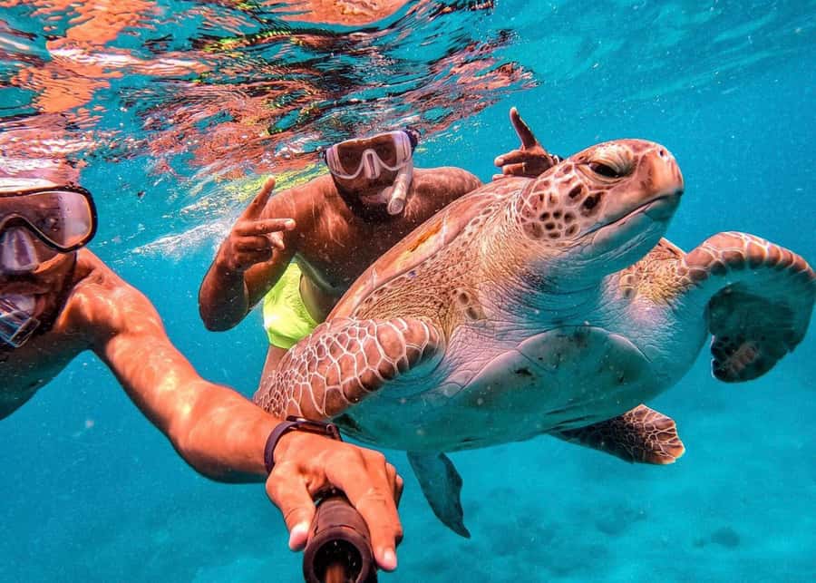 From Mindelo: São Vicente's Enchanting Sea Turtle Snorkeling - From Mindelo to São Pedro by included transfer