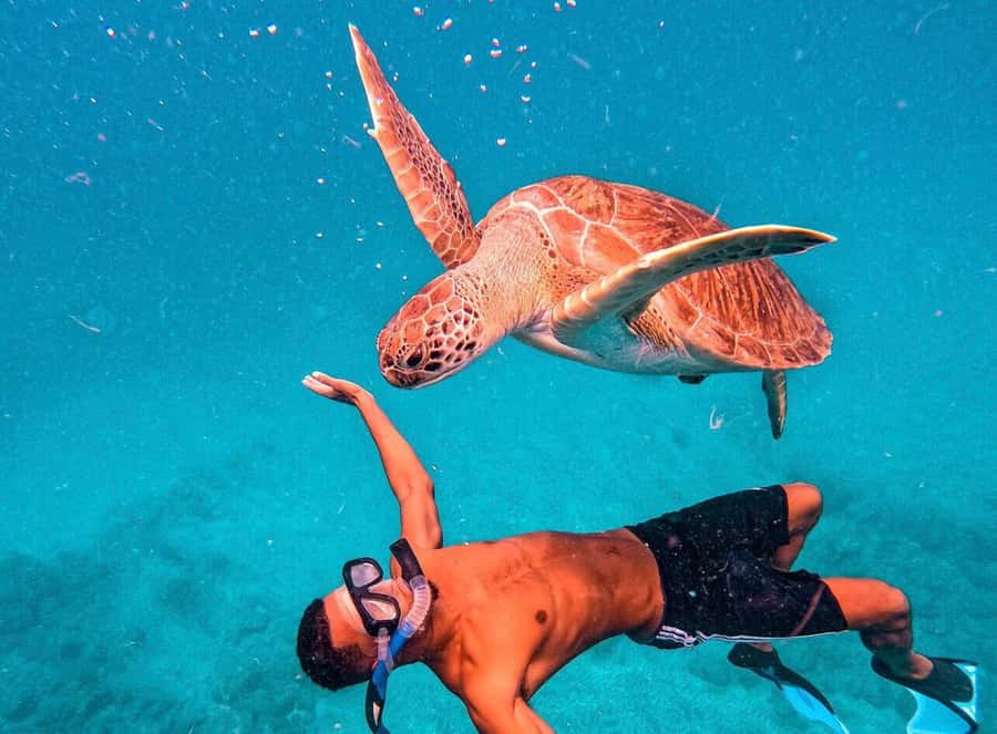 From Mindelo: São Vicente's Enchanting Sea Turtle Snorkeling - The short boat ride to the turtle site