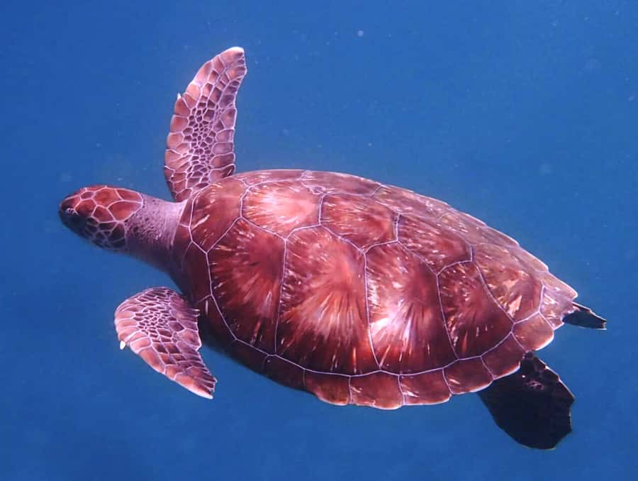 From Mindelo: São Vicente's Enchanting Sea Turtle Snorkeling - Meeting the guide and getting ready in São Pedro
