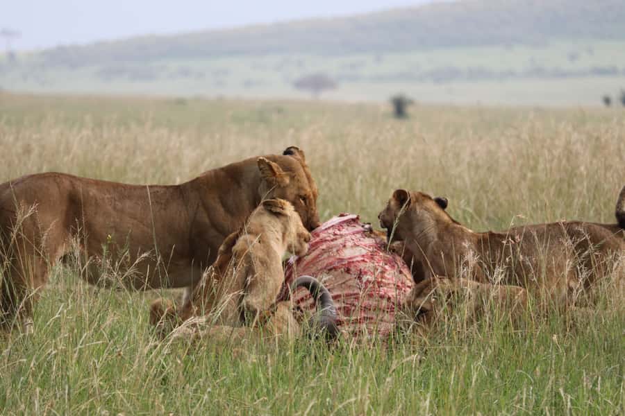 From Nairobi: 3 Days, 2 Nights Maasai Mara Group Safari - The Maasai village option and what to expect
