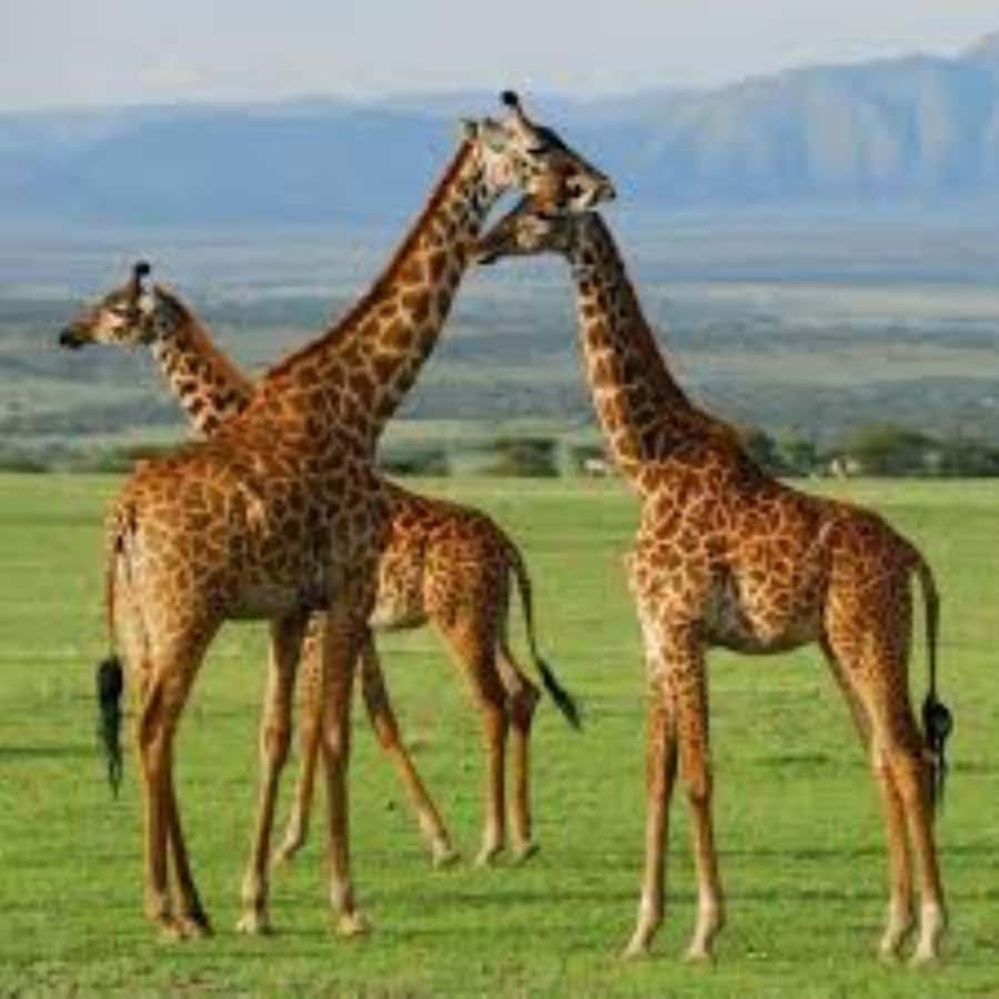 From Nairobi: 3 - Days Maasai Mara Group Safari by 4WD - What this $240 Maasai Mara safari really costs