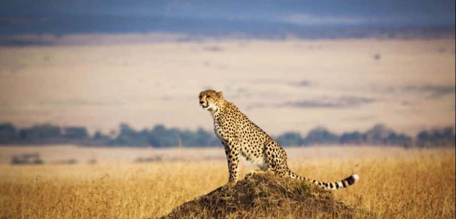 From Nairobi: 3 - Days Maasai Mara Group Safari by 4WD - Arriving at Rhino Tourist Camp