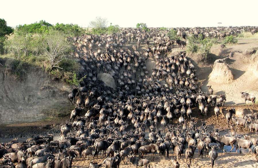 From Nairobi: 3 - Days Maasai Mara Group Safari by 4WD - The Nairobi to Mara drive and the Great Rift Valley stop