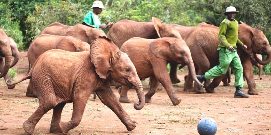 From Nairobi: Elephant Orphanage and Giraffe Center Day Trip - Key points to know before you book