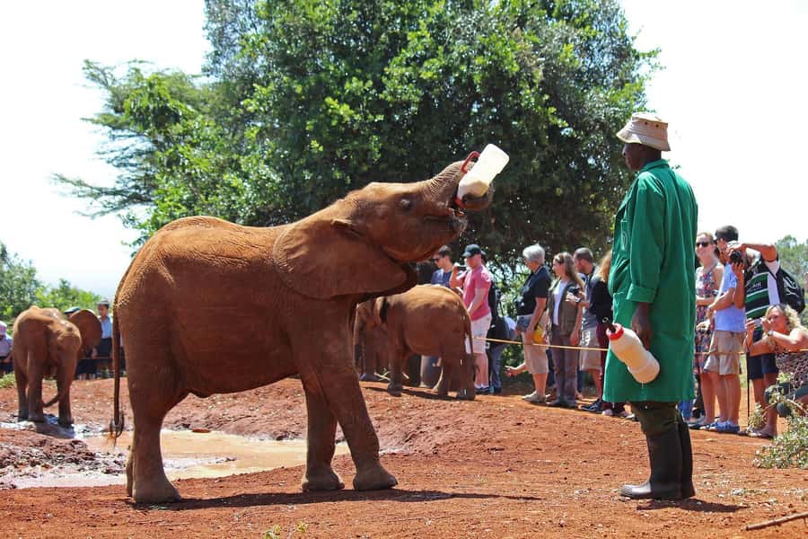 From Nairobi: Elephant Orphanage and Giraffe Center Day Trip - Why this Nairobi day trip works so well