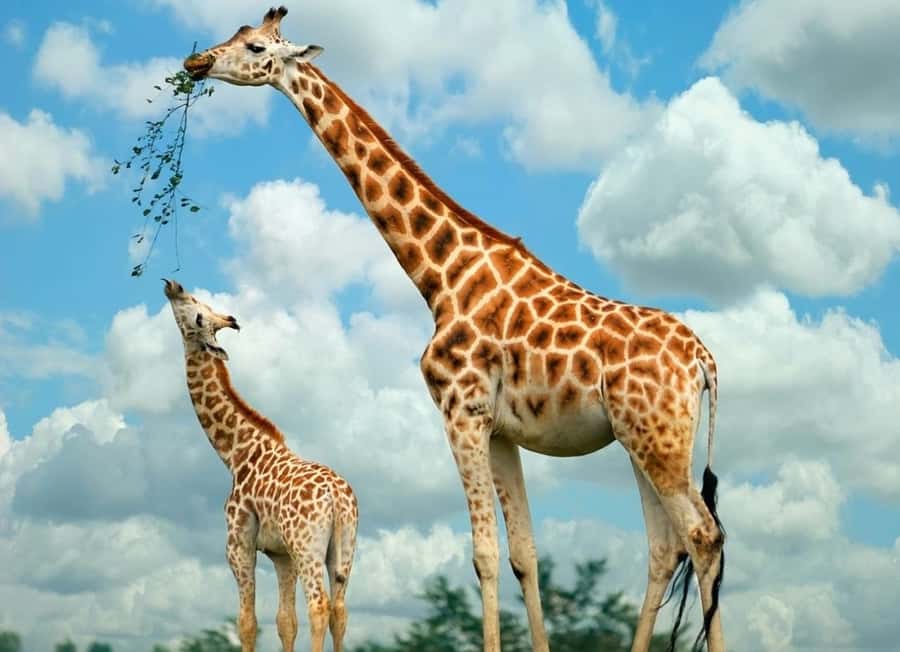 From Nairobi: Elephant Orphanage and Giraffe Center Day Trip - Feeding Rothschild giraffes at the Giraffe Centre