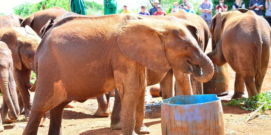 From Nairobi: Elephant Orphanage and Giraffe Center Day Trip - The emotional hour at David Sheldrick Wildlife Trust