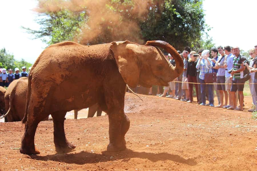 From Nairobi: Elephant Orphanage and Giraffe Center Day Trip - Lunch, timing, and what the day feels like