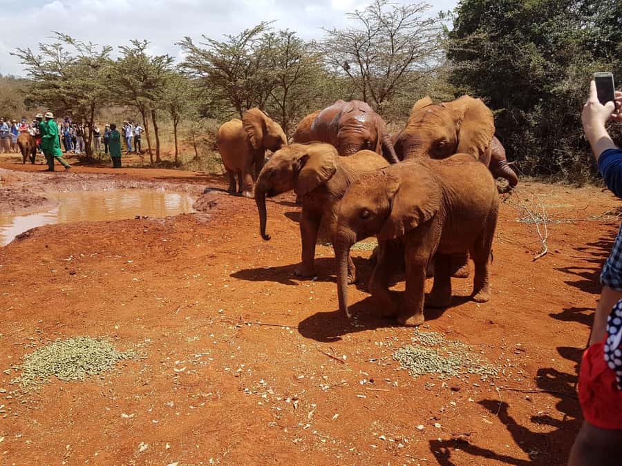 From Nairobi: Elephant Orphanage and Giraffe Center Day Trip - Should you book this Nairobi animal experience?