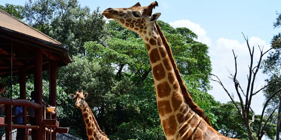 From Nairobi: Elephant Orphanage and Giraffe Center Day Trip - Starting from Nairobi and getting around