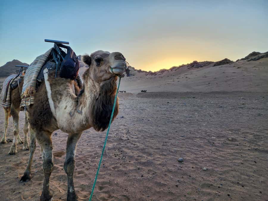 From Ouarzazate: 2-Day Excursion to Zagora Desert - Who should book this experience?