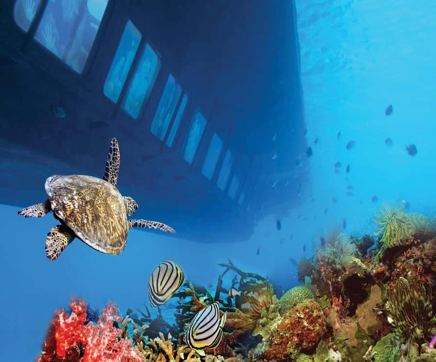 From Safaga: Royal Seascope Submarine with Snorkeling - Timing, Comfort, and Practical Details