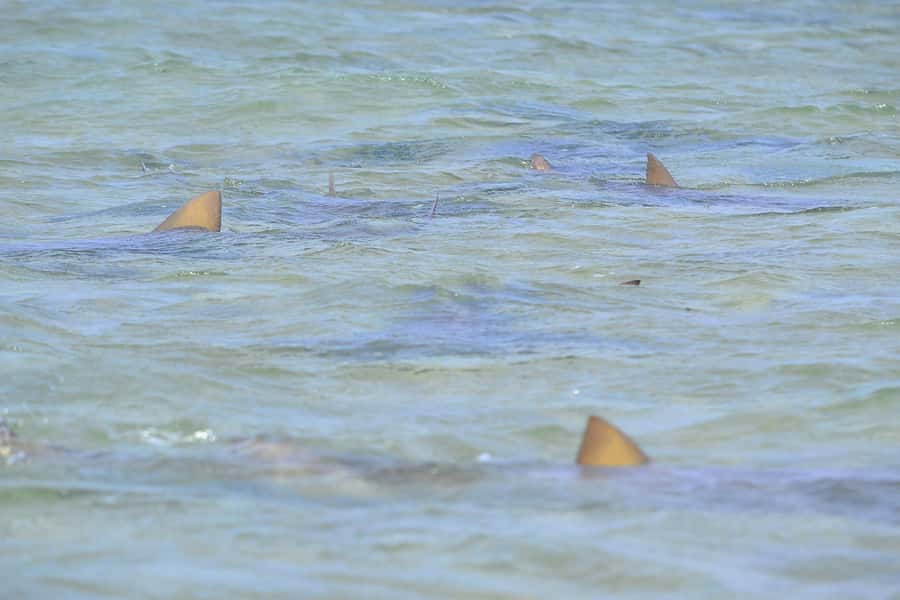 From Sal Island: Blue Eye, Salt Lake, Lemon Sharks, Palmeira - Shark Bay: the closest encounter of the day