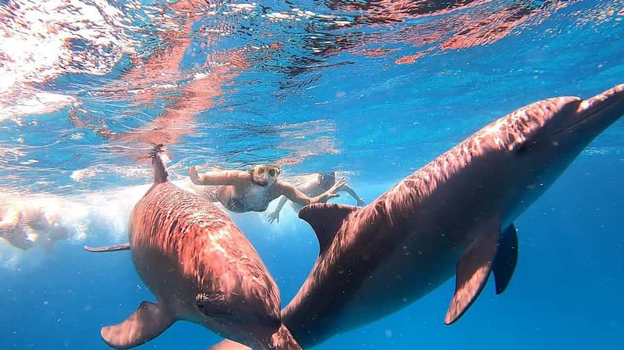 From Sharm: White Island and Ras Mohamed Snorkeling Trip - White Island and the tide question