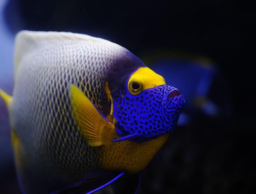 From Sharm: White Island and Ras Mohamed Snorkeling Trip - Snorkeling with close support