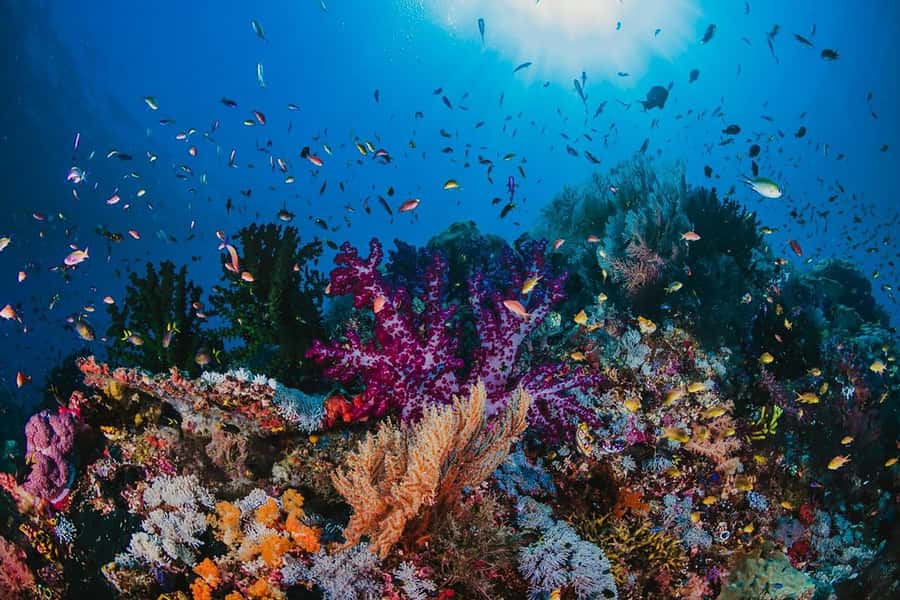From Sharm: White Island and Ras Mohamed Snorkeling Trip - Lunch on the yacht