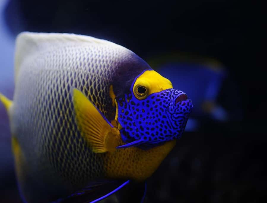 From Sharm: White Island and Ras Mohamed Snorkeling Trip - Who will enjoy this trip most?