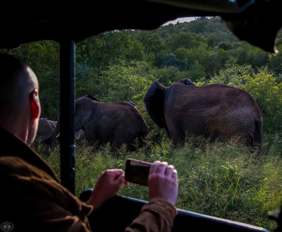 From St Lucia: iSimangaliso Wetland Park Night Drive Safari - Key points at a glance
