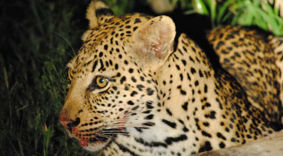 From St Lucia: iSimangaliso Wetland Park Night Drive Safari - Booking flexibility and useful facts