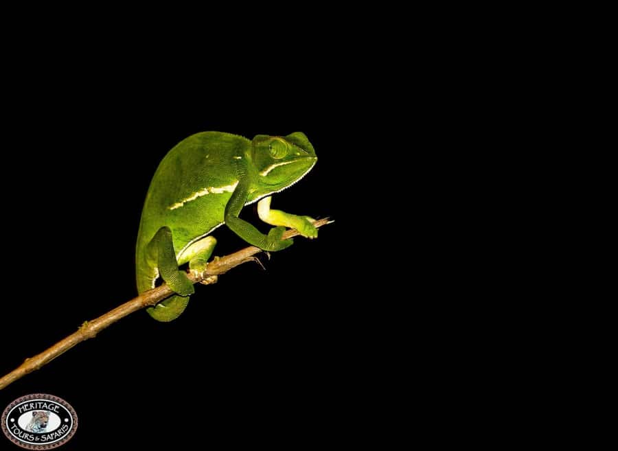 From St Lucia: iSimangaliso Wetland Park Night Drive Safari - The animals you have a real chance to find