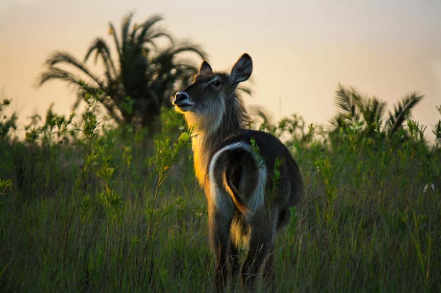 From St Lucia: iSimangaliso Wetland Park Night Drive Safari - What the guide adds to the drive