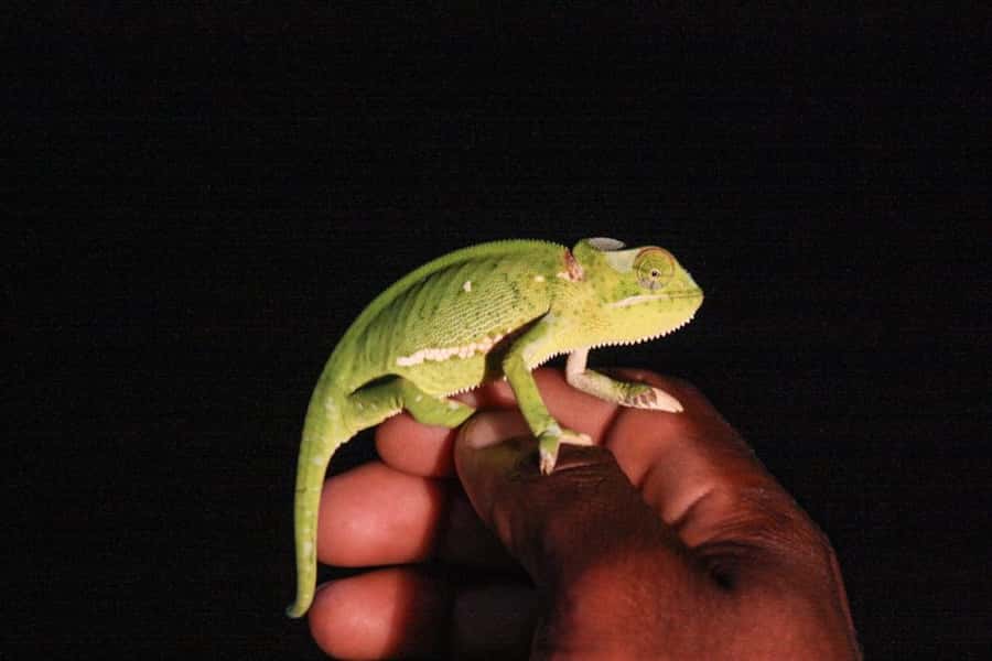 From St Lucia: iSimangaliso Wetland Park Night Drive Safari - Pickup from St Lucia at 7:00 PM or 8:00 PM
