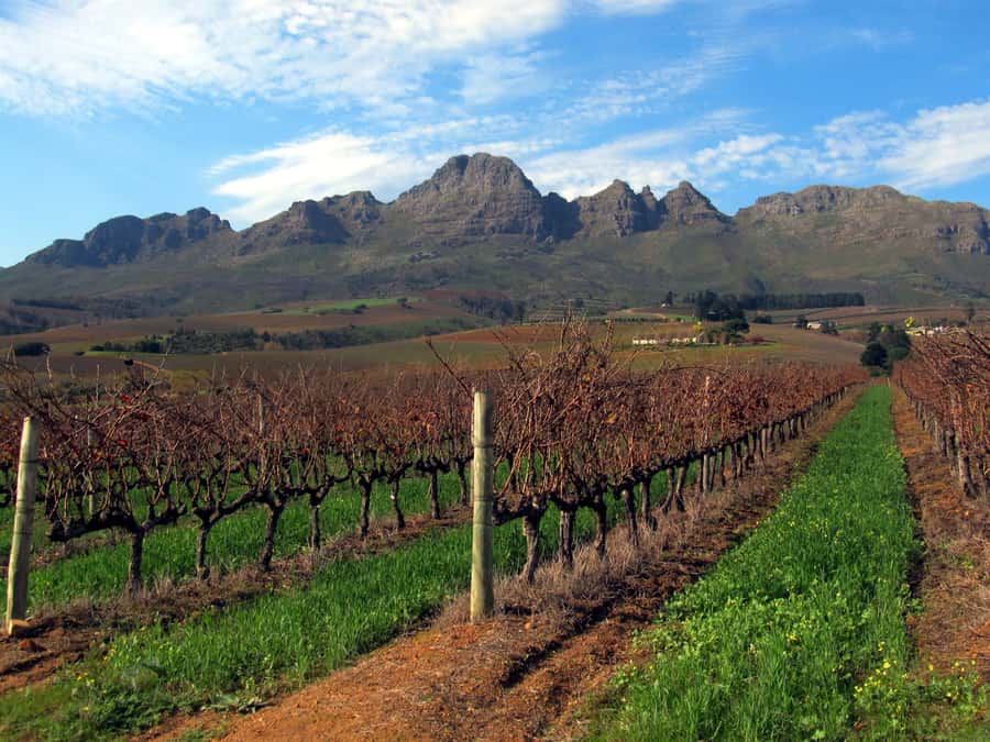 From Stellenbosch: Hop-On Hop-Off Wine Tour Southern Route - Kleine Zalze for an award-winning wine focus