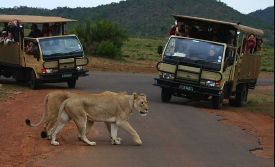 From Sun City: Pilanesberg National Park 3-Hour Game Drive - Key points before you book