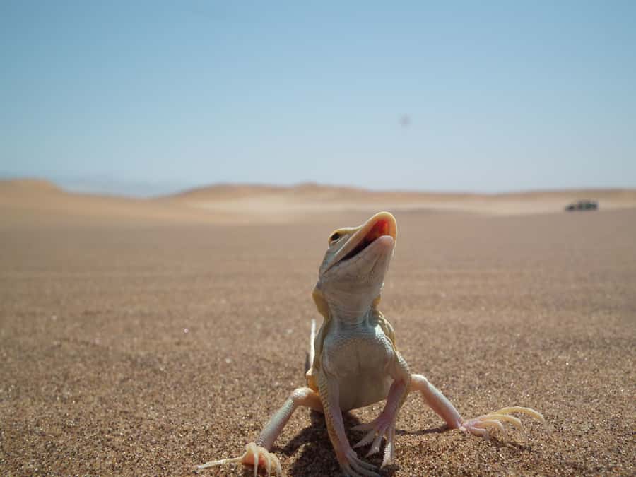 From Swakopmund: Living Dunes Experience - Why the coastal dunes are worth your time