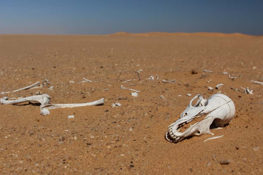 From Swakopmund: Living Dunes Experience - Practical advice for a better outing