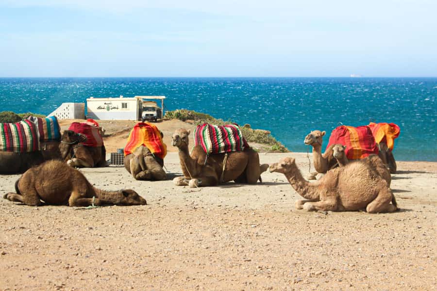 From Tangier: Full-Day Tangier, Asilah, & Cape Spartel Tour - Who should book this Tangier day trip?