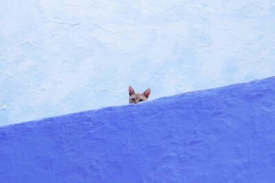 Special Day Trip to Chefchaouen and Tetouan