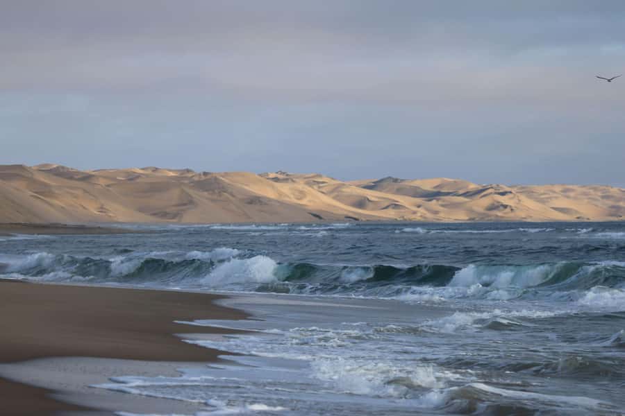From Walvis Bay: Sandwich Harbour World Heritage Site - Finding small creatures in a huge desert