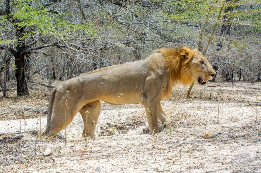 From Zanzibar: Day Selous Game Reserve Safari with Flights - A full day inside Selous and Nyerere