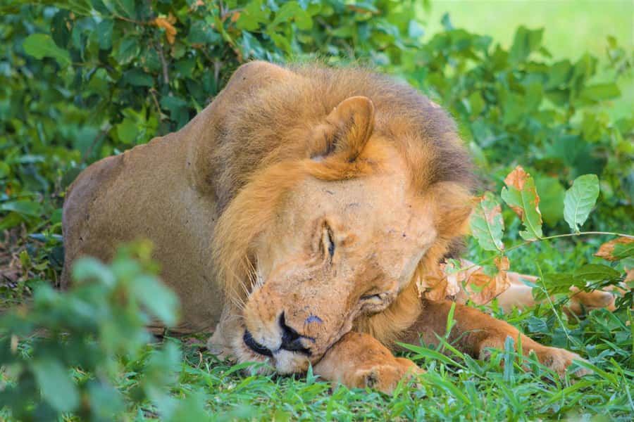 From Zanzibar: Day Selous Game Reserve Safari with Flights - The Jeep, the roads, and the group size