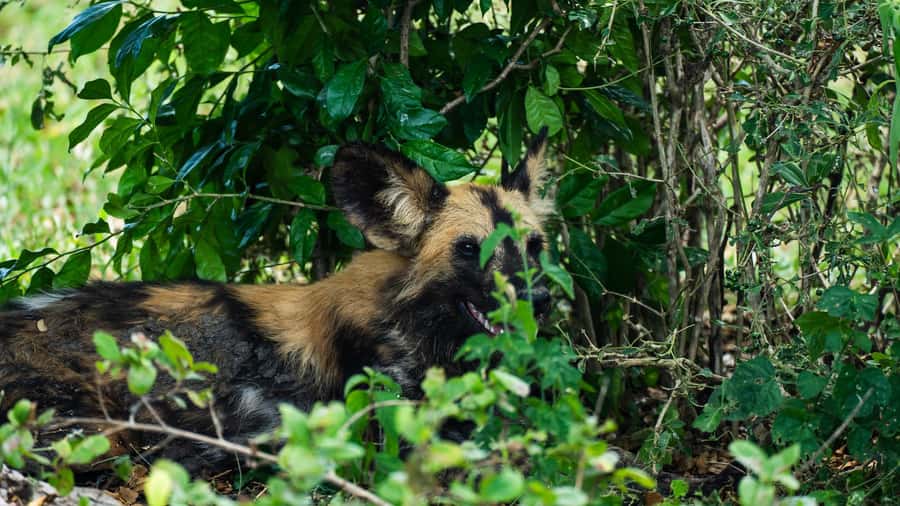 From Zanzibar: Day Selous Game Reserve Safari with Flights - What the guide adds to the day