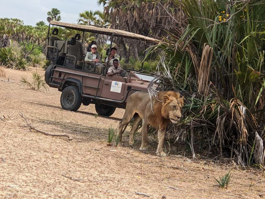From Zanzibar: Mikumi Safari Day Trip with Flights and Meal - Key points to know before booking