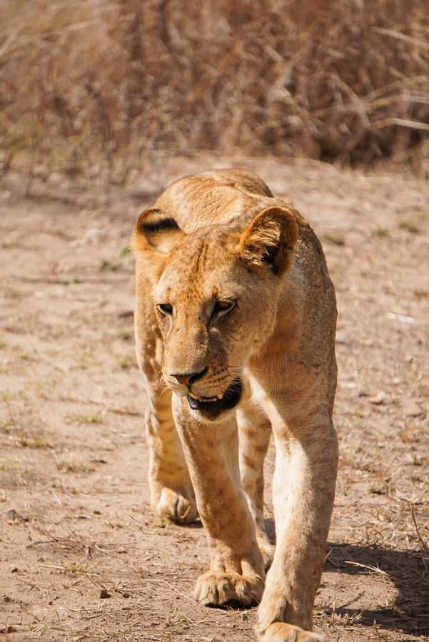 From Zanzibar: Mikumi Safari Day Trip with Flights and Meal - Why Mikumi works as a Zanzibar side trip