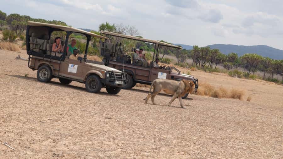 From Zanzibar: Mikumi Safari Day Trip with Flights and Meal - A day among Mikumi’s animals
