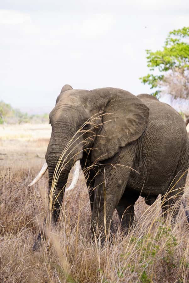 From Zanzibar: Mikumi Safari Day Trip with Flights and Meal - The early pickup and Zanzibar airport wait