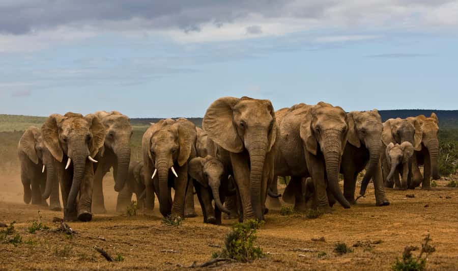Full-Day All Inclusive Safari with Traditional Braai Lunch - Key points at a glance